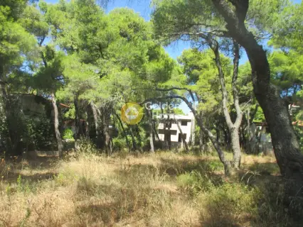 住宅 1000m<sup>2</sup> for sale photo 5