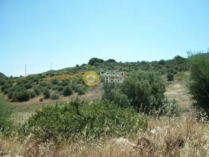 Professional Plot 38600m<sup>2</sup> for sale photo 6