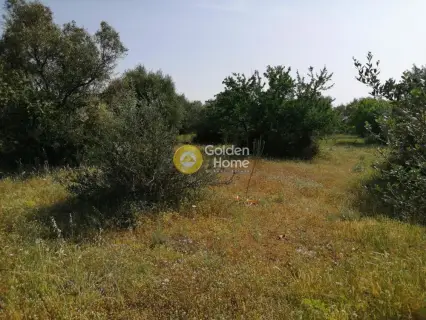 Professional Plot 25000m<sup>2</sup> for sale photo 12