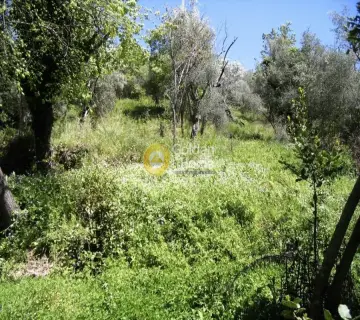 Residential 1900m<sup>2</sup> for sale photo 13