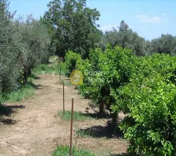 Golden Home Property Image