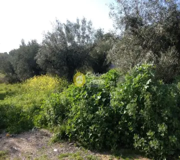 Οικιστικό 7146τ.μ. προς πώληση φωτογραφία 5