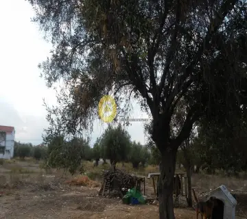 Οικιστικό 4900τ.μ. προς πώληση φωτογραφία 13