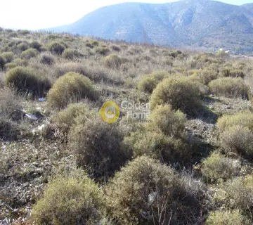 Οικιστικό 12500τ.μ. προς πώληση φωτογραφία 3