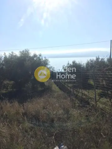 Professional Plot 2000m<sup>2</sup> for sale photo 1