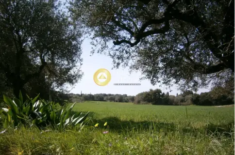 Οικιστικό 4003τ.μ. προς πώληση φωτογραφία 