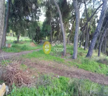 Αγροτεμάχιο 50941τ.μ. προς πώληση φωτογραφία 5