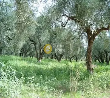 Parcel 3000m<sup>2</sup> for sale photo 