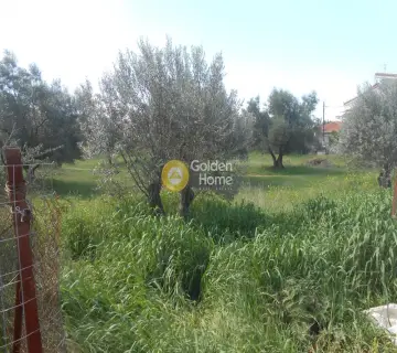 Αγροτεμάχιο 8000τ.μ. προς πώληση φωτογραφία 1162937