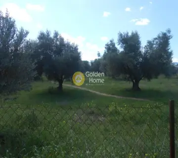 Αγροτεμάχιο 8000τ.μ. προς πώληση φωτογραφία 1162943