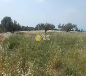 Αγροτεμάχιο 30000τ.μ. προς πώληση φωτογραφία 4