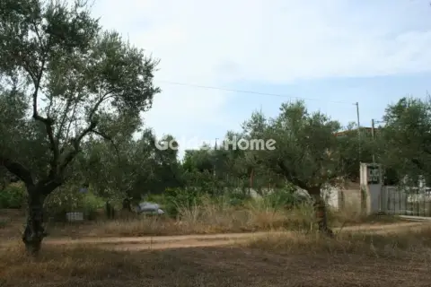 Οικιστικό 2800τ.μ. προς πώληση φωτογραφία 3