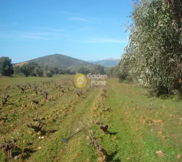 Golden Home Property Image