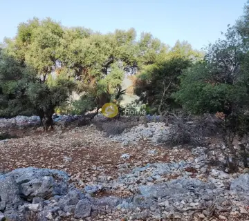 Αγροτεμάχιο 7313τ.μ. προς πώληση φωτογραφία 3