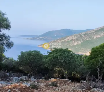 Αγροτεμάχιο 7313τ.μ. προς πώληση φωτογραφία 1
