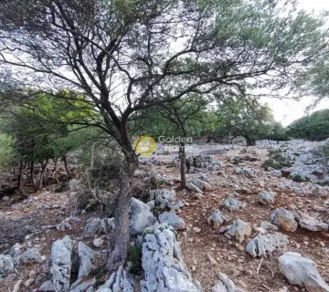 Αγροτεμάχιο 7313τ.μ. προς πώληση φωτογραφία 4