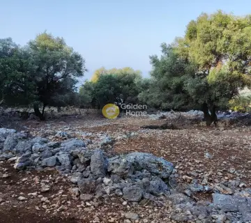 Αγροτεμάχιο 7313τ.μ. προς πώληση φωτογραφία 6