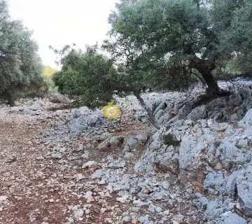 Αγροτεμάχιο 7313τ.μ. προς πώληση φωτογραφία 13