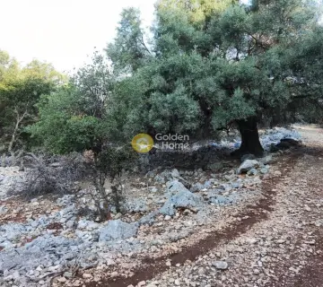 Αγροτεμάχιο 7313τ.μ. προς πώληση φωτογραφία 12