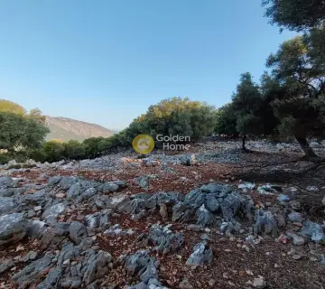 Αγροτεμάχιο 7313τ.μ. προς πώληση φωτογραφία 14