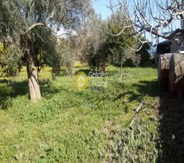Επαγγελ. Οικόπεδο 3300τ.μ. προς πώληση φωτογραφία 9