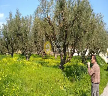 Golden Home Property Image