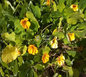 Golden Home Property Image