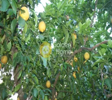 Golden Home Property Image