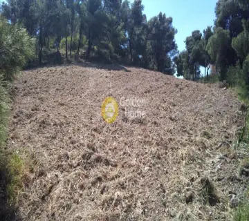 Αγροτεμάχιο 5467τ.μ. προς πώληση φωτογραφία 1824469