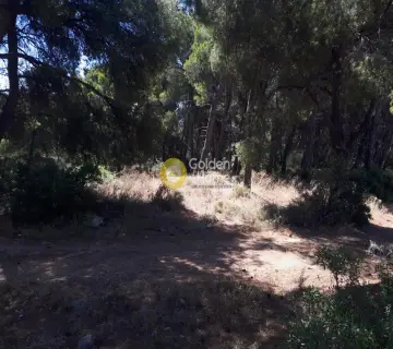 Οικιστικό 1349τ.μ. προς πώληση φωτογραφία 5