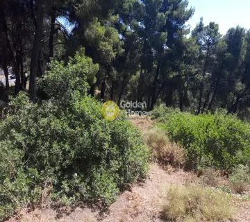 Οικιστικό 1349τ.μ. προς πώληση φωτογραφία 8