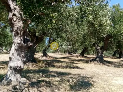 Area 10700m<sup>2</sup> for sale photo 14