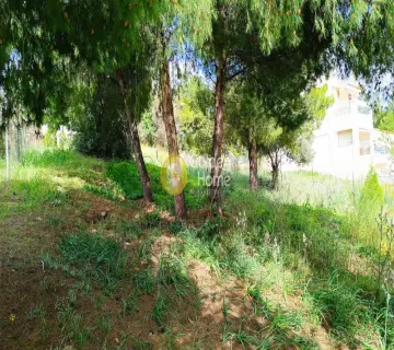 Residential 700m<sup>2</sup> for sale photo 7