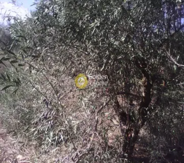 Αγροτεμάχιο 4100τ.μ. προς πώληση φωτογραφία 1942201