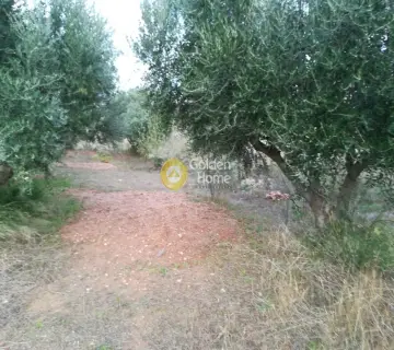 Αγροτεμάχιο 6500τ.μ. προς πώληση φωτογραφία 1