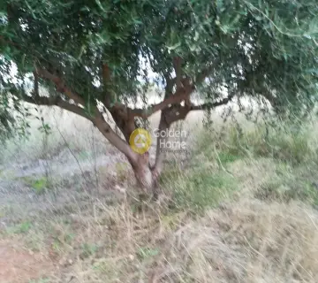 Αγροτεμάχιο 6500τ.μ. προς πώληση φωτογραφία 2