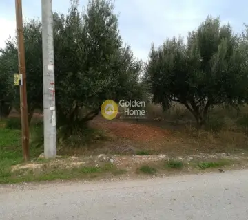 Αγροτεμάχιο 6500τ.μ. προς πώληση φωτογραφία 4