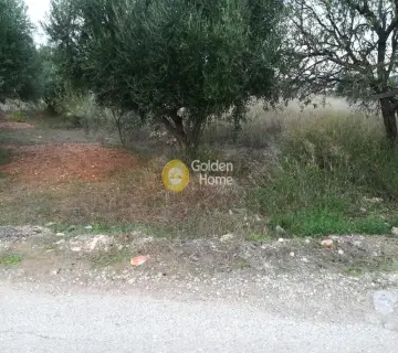 Αγροτεμάχιο 6500τ.μ. προς πώληση φωτογραφία 5