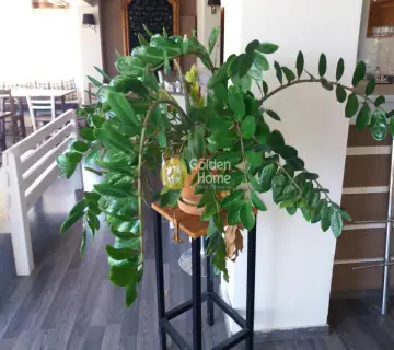 Μονοκατοικία 325τ.μ. προς πώληση φωτογραφία 4