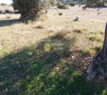 Parcel 18000m<sup>2</sup> for rent photo 3