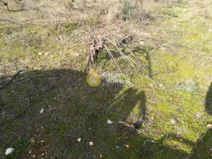 Residential 6500m<sup>2</sup> for sale photo 5