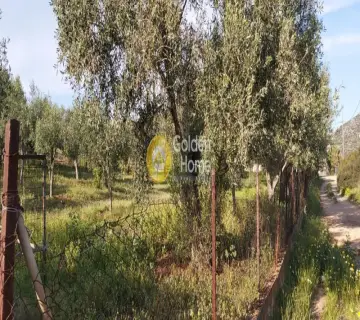 Parcel 16000m<sup>2</sup> for sale photo 11