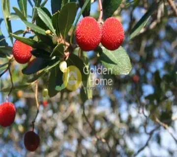 Golden Home Property Image