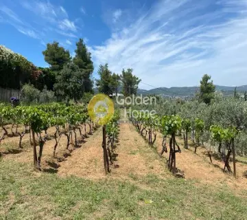 Home 360m<sup>2</sup> for sale photo 4