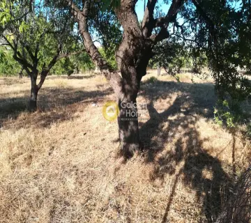 Οικιστικό 6535τ.μ. προς πώληση φωτογραφία 3
