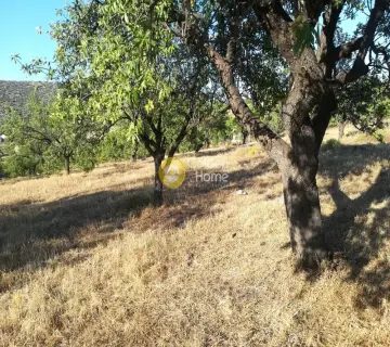 Οικιστικό 6535τ.μ. προς πώληση φωτογραφία 6