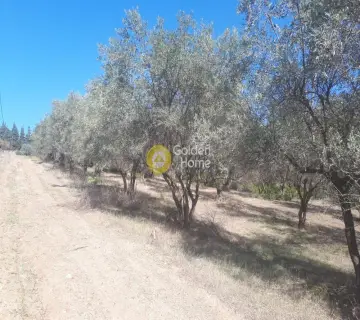 Area 36000m<sup>2</sup> for sale photo 3