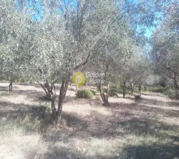 Area 36000m<sup>2</sup> for sale photo 16