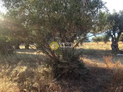 Professional Plot 5000m<sup>2</sup> for sale photo 2216676
