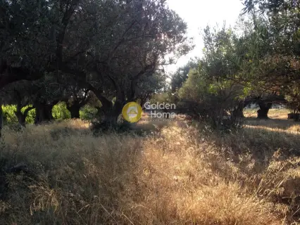 Professional Plot 5000m<sup>2</sup> for sale photo 2216677